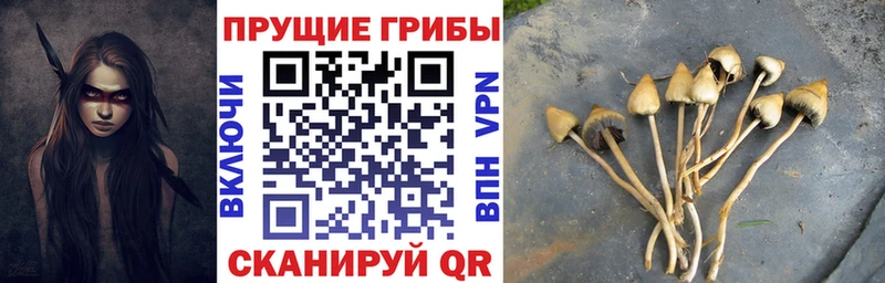 KRAKEN зеркало Нестеровская Псилоцибиновые грибы мицелий